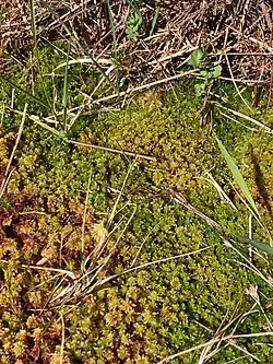 Moss