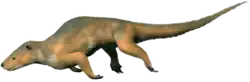 Palaeosinopa didelphoides