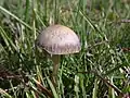 Wild P. foenisecii with banded cap