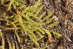 P. lycopodioides