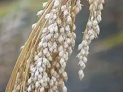 Ripe head of proso millet