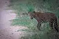 Sri Lankan leopard