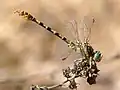 Male