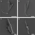 Gripi and uncinuli in the haptor, scanning electron microscopy