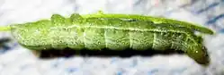 An apparently healthy moth caterpillar feeds, grows, and moults...
