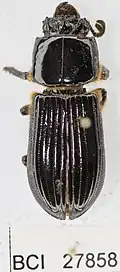 Passalus punctiger