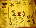 Patterson Zoological Chart