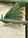 Peacock near Deer Park, New Delhi
