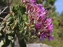 subsp. strigifolium