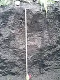 Pellic Vertisol profile
