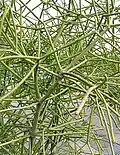 Mature tree in West Bengal, India