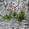 Flowers of Penstemon baccharifolius