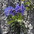 Penstemon compactus blooming