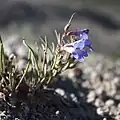 Flowers of Penstemon penlandii