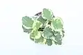 Variegated form