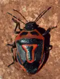 Adult male Perillus bioculatus