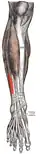 Muscles of the front of the leg (fibularis tertius visible at center left).