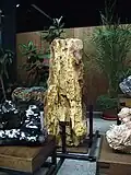 Petrified tree