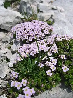 Petrocallis pyrenaica