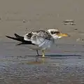 Juvenile at Lagoa do Peixe National Park, Tavares, Rio Grande do Sul state, Brazil