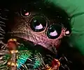 Eyes of a female P. audax