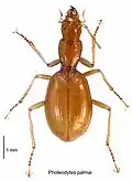 Pholeodytes palmai