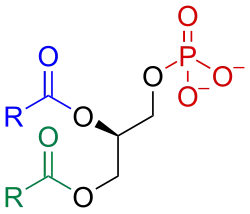 Phosphatidate​​​