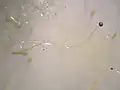 Phycomyces blakesleeanus asexual sporangium