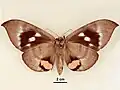 Female, ventral view