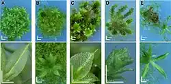 Physcomitrella knockout mutants: Deviating phenotypes induced by transformation with a gene-disruption-library. Physcomitrella wild-type and transformed plants were grown on minimal Knop medium to induce differentiation and development of gametophores. For each plant, an overview (upper row; scale bar corresponds to 1 mm) and a close-up (bottom row; scale bar equals 0.5 mm) are shown. A: Haploid wild-type moss plant completely covered with leafy gametophores and close-up of wild-type leaf. B–E: Different mutants.[25]