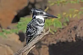 Immature male C. r. rudis Uganda