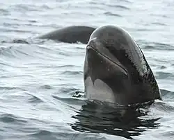 Pilot whale