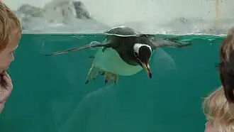 Penguin at Bergen Aquarium