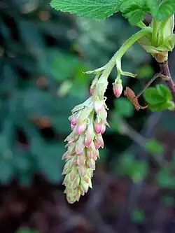 Spring buds on var. glutinosum