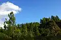 Pinus brutia, foothills of Troodos Mountains