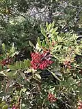 Pistacia terebinthus in Kythira