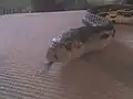 Pine snake