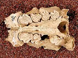 Hutia jawbone