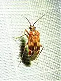 Plagiognathus grandis, Texas