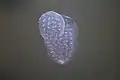The same eggs, two days later. Snail fetuses are visible.