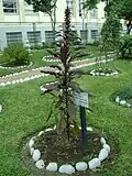Kiwicha
