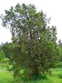 Platycladus orientalis, Morton Arboretum acc. 168-53#3