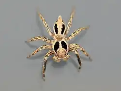 Male in Australia.
