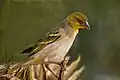 Male (non-breeding) P. c. cucullatus, Gambia