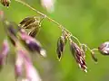 Closeup of flowers