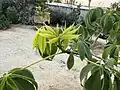 Pochote leaves