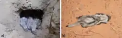 Photo of three young weasel-like animals with light fur on the left, with another photo showing an individual with darker stripes on the right