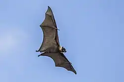 Brown bat