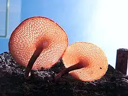 Polyporus sp. fruit bodies with stalk (Indonesia)