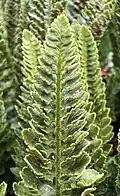 Adaxial (upper) leaf surface